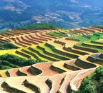 Terraced-rice-fields