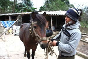 Horse in Bac Ha 1