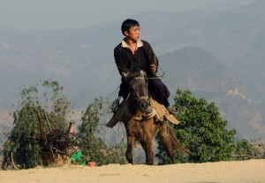 Horse in Bac Ha 2