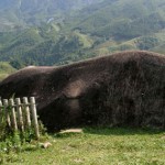 Sapa Ancient Rock Field