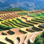 Terraced-rice-fields-sapa