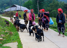 Red Dao Village Trek
