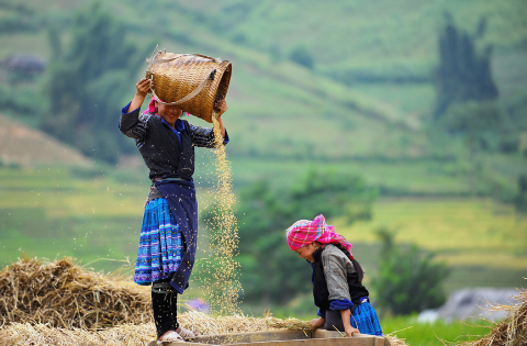 rice-terrace-sapa