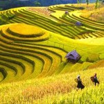 rice-terrace-sapa