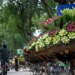The beautiful flowers of Vietnam