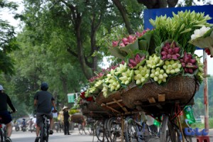 The beautiful flowers of Vietnam