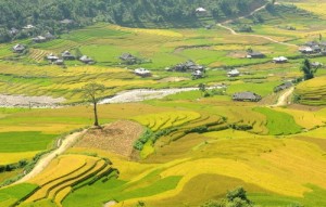 Mu Cang Chai for unique landscape