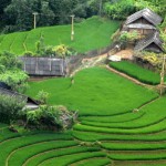 Vietnam to honour Sapa's terraced fields