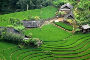 Vietnam to honour Sapa's terraced fields