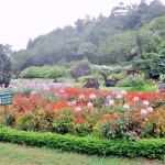 The Rose Valley Sapa