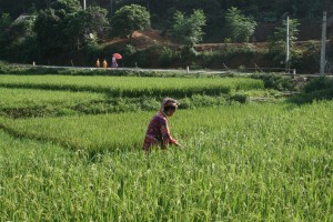 Dao people cultivation activities