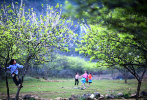 Spring On Sapa 