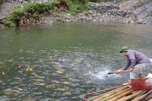 Salmon in Sapa