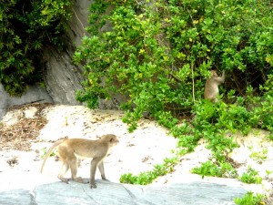 Cat Ba monkey island