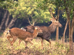 Cuc phuong national Park 1