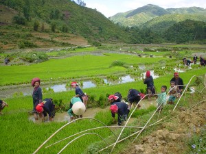 Hau Thao village 1