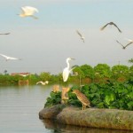 stork-island-in-hai-duong-b9c6