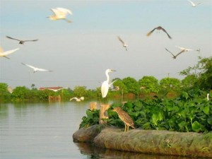 stork-island-in-hai-duong-b9c6