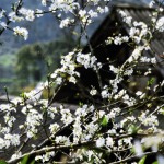 Plum Blossom in Bac Ha 3