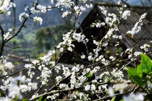 Plum Blossom in Bac Ha 3