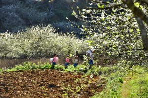 Plum Blossom in Bac Ha