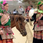 Horse in Bac Ha