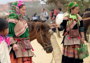 Horse in Bac Ha