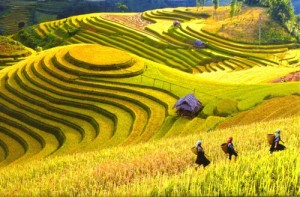 Rice terraces in Sapa