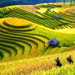 Rice terraces in Sapa, Vietnam