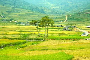 Rice terrace