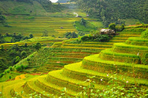 Rice-terraced-field-sapa