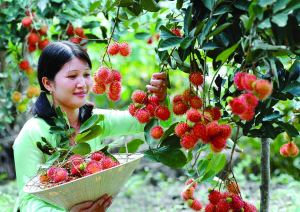 Mekong fruit