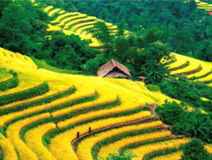 Rice terrace field