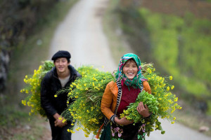 Sapa Tours