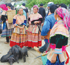 Sapa market