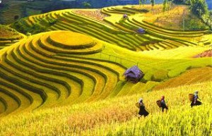 Rice Terrace - Sapa