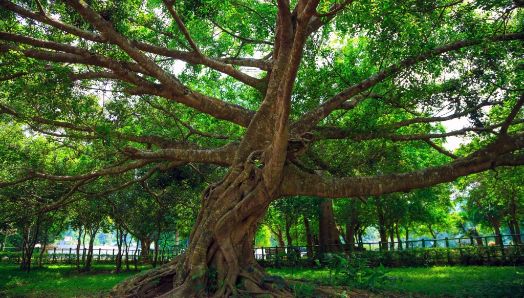 Cuc Phuong National Park